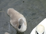 SX26896 Cygnet.jpg